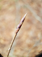 Macro tree flower plant buds early spring 