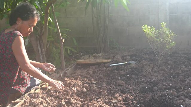asian old woman plant garlic in the ground in the cultivated land