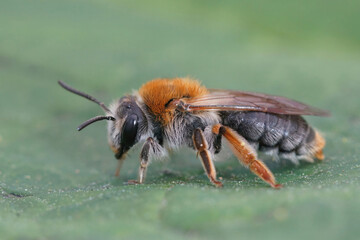 Closeup on a colorful female Orange tailed mining bee, Andrena haemorrhoa on a green leaf