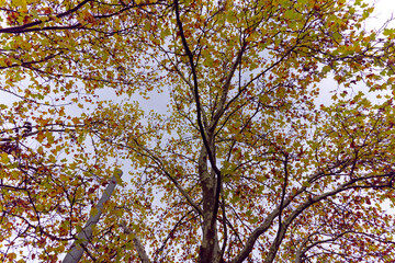 Looking up beautiful autumn tree at City of Zürich on a gray cloudy autumn day. Photo taken November 15th, 2022, Zurich, Switzerland.