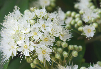 Close up of white flowers and buds of the Australian native Lemon Myrtle, Backhousia citriodora, family Myrtaceae. Endemic to coastal rainforest of NSW and Queensland. Lemon scented aromatic foliage - obrazy, fototapety, plakaty
