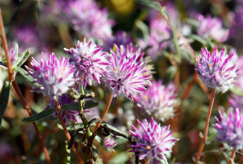 Obraz premium Flowers of the Australian native Globe Amaranth Pink Billy Button, Gomphrena canescens, family Amaranthaceae. Also known as Bachelors Buttons. Endemic to tropical northern and Western Australia. 