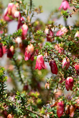 Pink and cream flowers of the Western Australian native Mountain Bell, Darwinia lejostyla, Coolamon Pink cultivar, family Myrtaceae. All year flowering small shrub with bell shaped flowers.