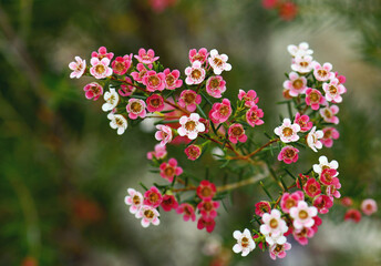 Red, pink and white flowers of the Australian native Chamelaucium waxflower variety My Sweet Sixteen, family Myrtaceae. Cultivar of Geraldton Wax, Chamelaucium uncinatum