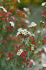 Red, pink and white flowers of the Australian native Chamelaucium waxflower variety My Sweet Sixteen, family Myrtaceae. Cultivar of Geraldton Wax, Chamelaucium uncinatum