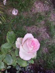 pink rose in a garden