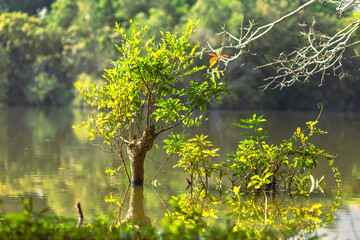 Blurred panoramic nature background on the large lake, reflected by the water of trees, the atmosphere is surrounded by big mountains
