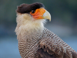 southern crested caracara