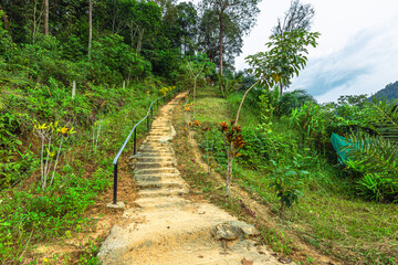Natural background, high angle from the high mountains that can see the scenery around, the wind blows through the cool, blurred of traveling, the integrity of the moist forest.