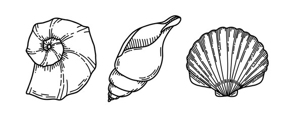 Set of Sea Shells. Vector illustration of Seashells on isolated background. Sketch of Conch and Clam in black and white colors. Drawing in outline style. Hand drawn silhouette. Line art for icon.