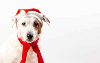 Portrait of a dog in a Santa hat. Concept of the New Year and Christmas. Funny pets.
