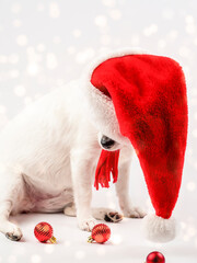 New Year's Eve photo with a funny dog in a Santa hat . The nose sticking out from under the...