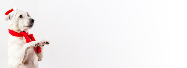 New Year's Eve photo with a dog in a Santa hat, which stands on his hind legs.