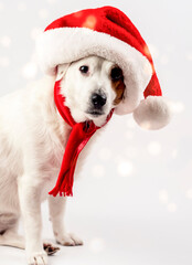 New Year's Eve photo: Portrait of a dog in a Santa hat. It's snowing in the background