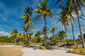 Obraz premium Cocos palms near mayan Ruins in Tulum, Riviera Maya, Yucatan, Caribbean Sea, Mexico