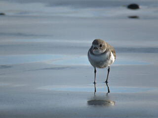 Two banded plover