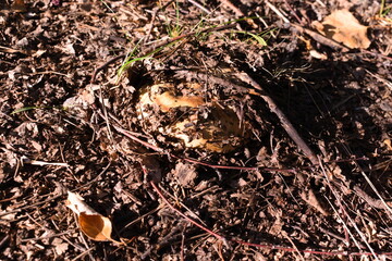 Mushroom