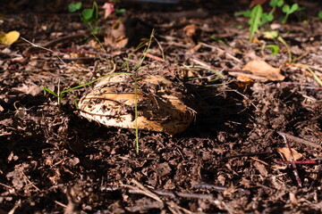 Mushroom in the forest