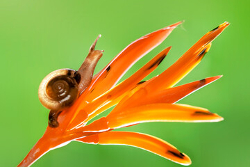 Beauty snail  on   flower   in tropical forest 