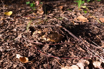 Autumn. Mushrooms are hiding under the soil