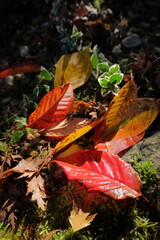 Autumn  leaves in bright colours lying on the ground close up