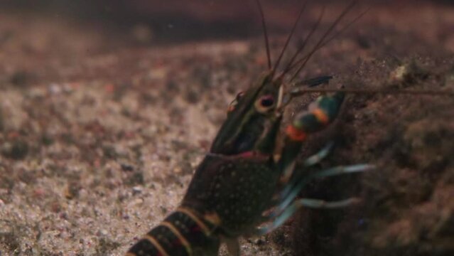 Underwater photography. Close-up of a red claw crayfish