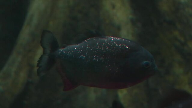 Underwater photography. Close-up on a floating piranha