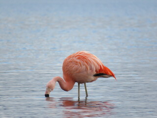 Chilean flamingo