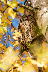 Eule alleine auf dem Ast