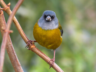 Patagonian sierra-finch