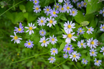 ７月のいもり池に群生するミヤコワスレ