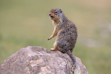 Columbian Ground Squirrel