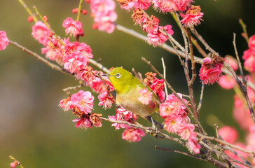 梅の花とメジロ