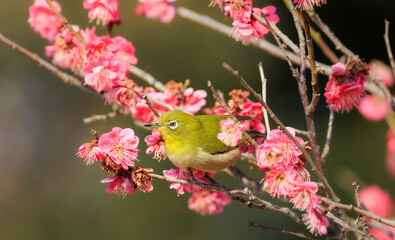 梅の花とメジロ