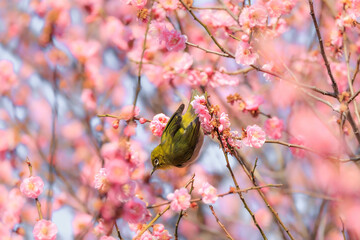 梅の花とメジロ