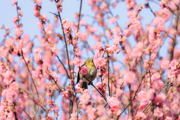 梅の花とメジロ