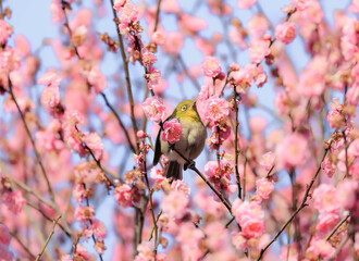 梅の花とメジロ