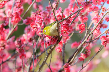 梅の花とメジロ