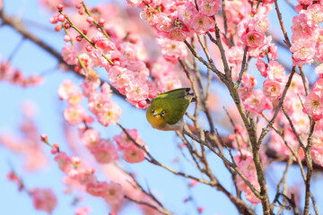 梅の花とメジロ