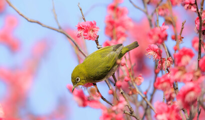梅の花とメジロ