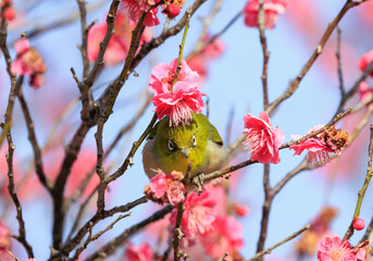 梅の花とメジロ