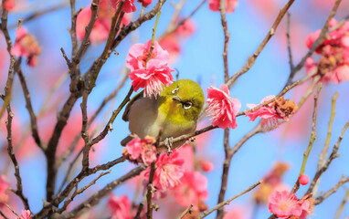 梅の花とメジロ
