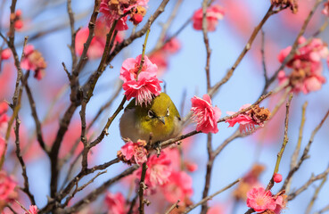 梅の花とメジロ
