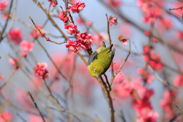 梅の花とメジロ