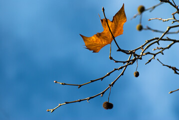 Autumn leaf against the sky