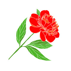 Painted outline of a flowering peony. Poppy flower graphic red green isolated sketch illustration PNG