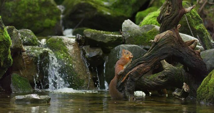 Beautiful red squirrel eating food at tree trunk in the water