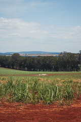Fototapeta na wymiar Beautiful Green Sugar Cane Plantation on Blue Cloudy Sky. Cultivated Field Landscape at Farmland in Brazil.