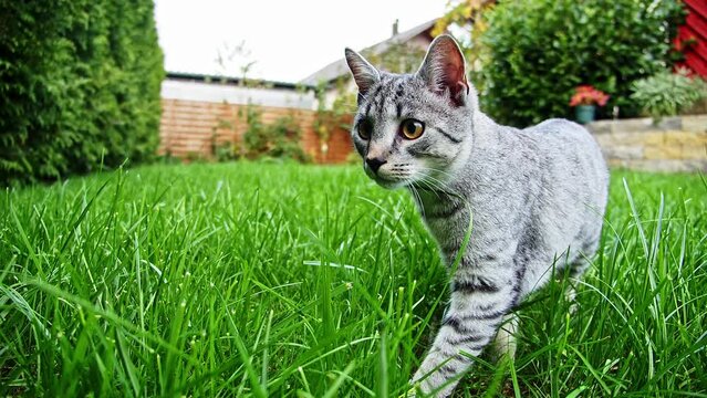 Eine grau getigerte Hauskatze erkundet vorsichtig den Garten mit hohem gr&uuml;nen Gras
