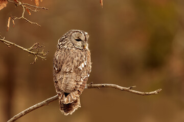 female tawny owl (Strix aluco) on thin branches